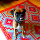 Illustration for article titled Does your dogs breed really determine its personality?